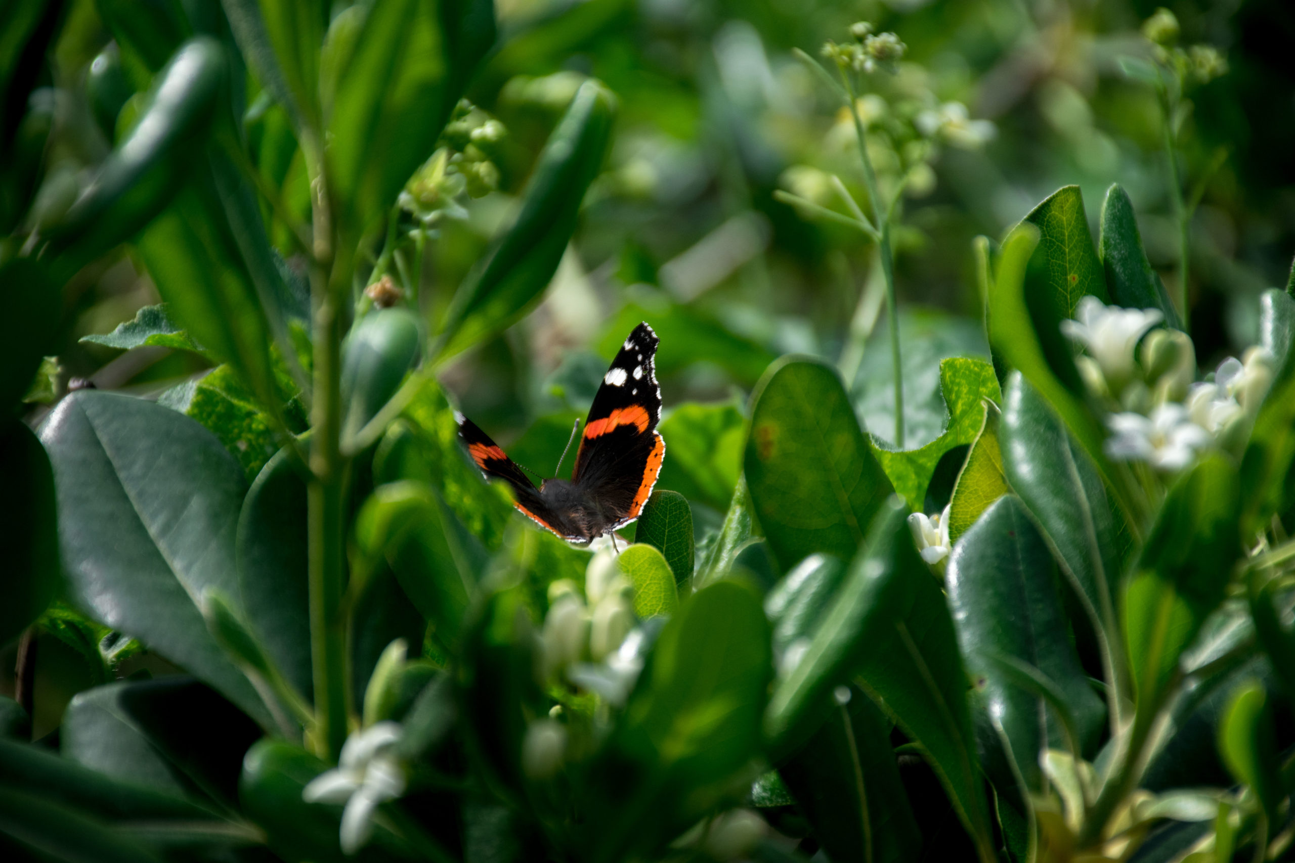 jardin compans caffarelli