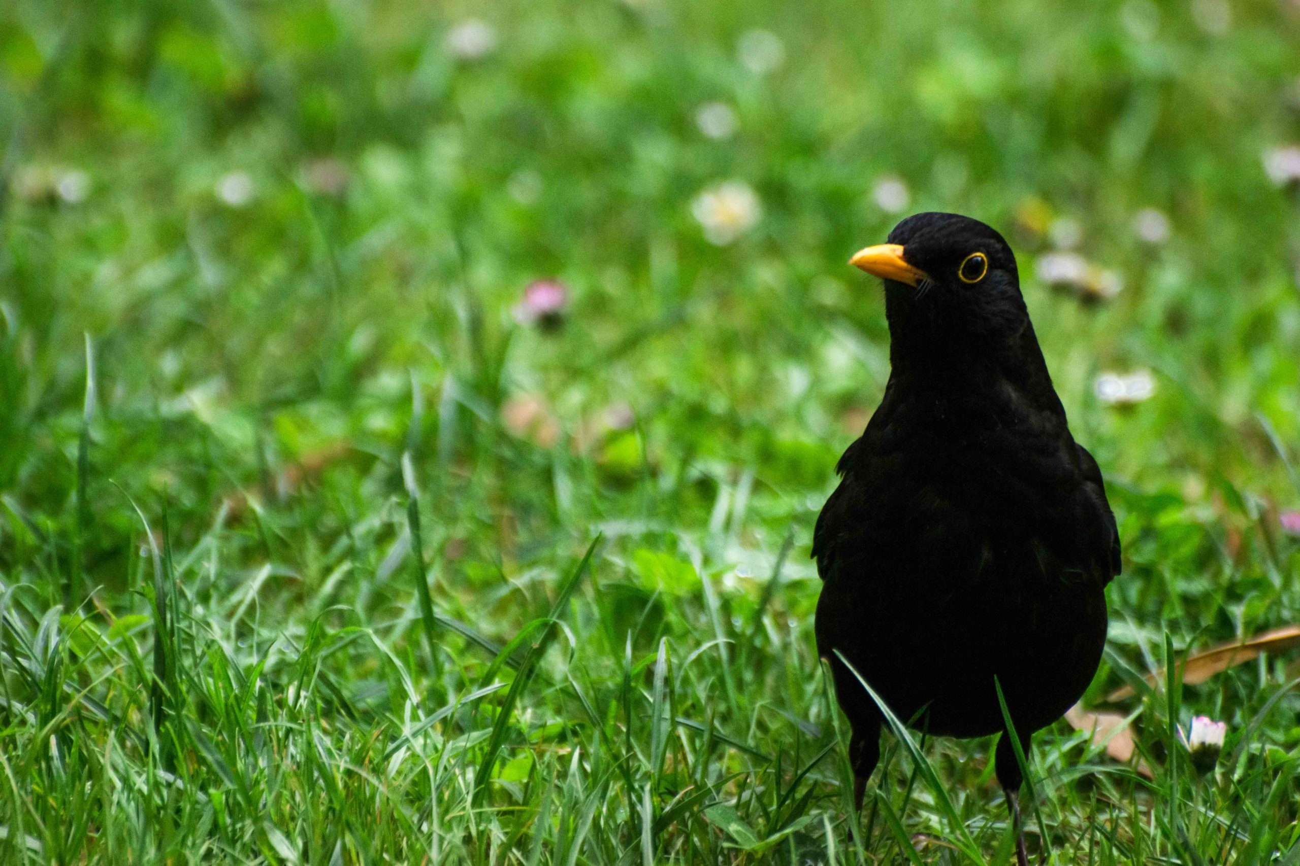 oiseaux jardin compans caffarelli
