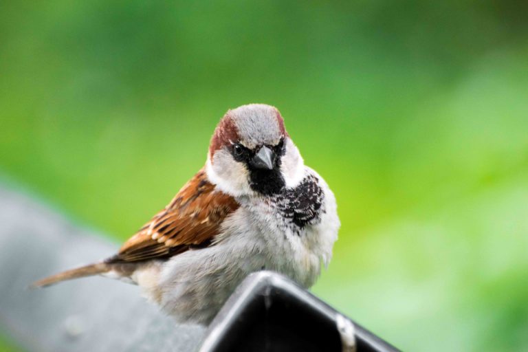 oiseaux jardin compans caffarelli