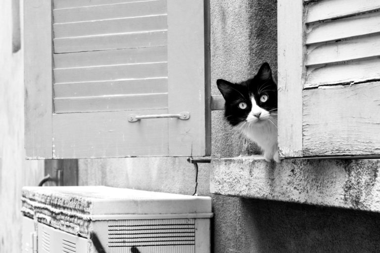 chat