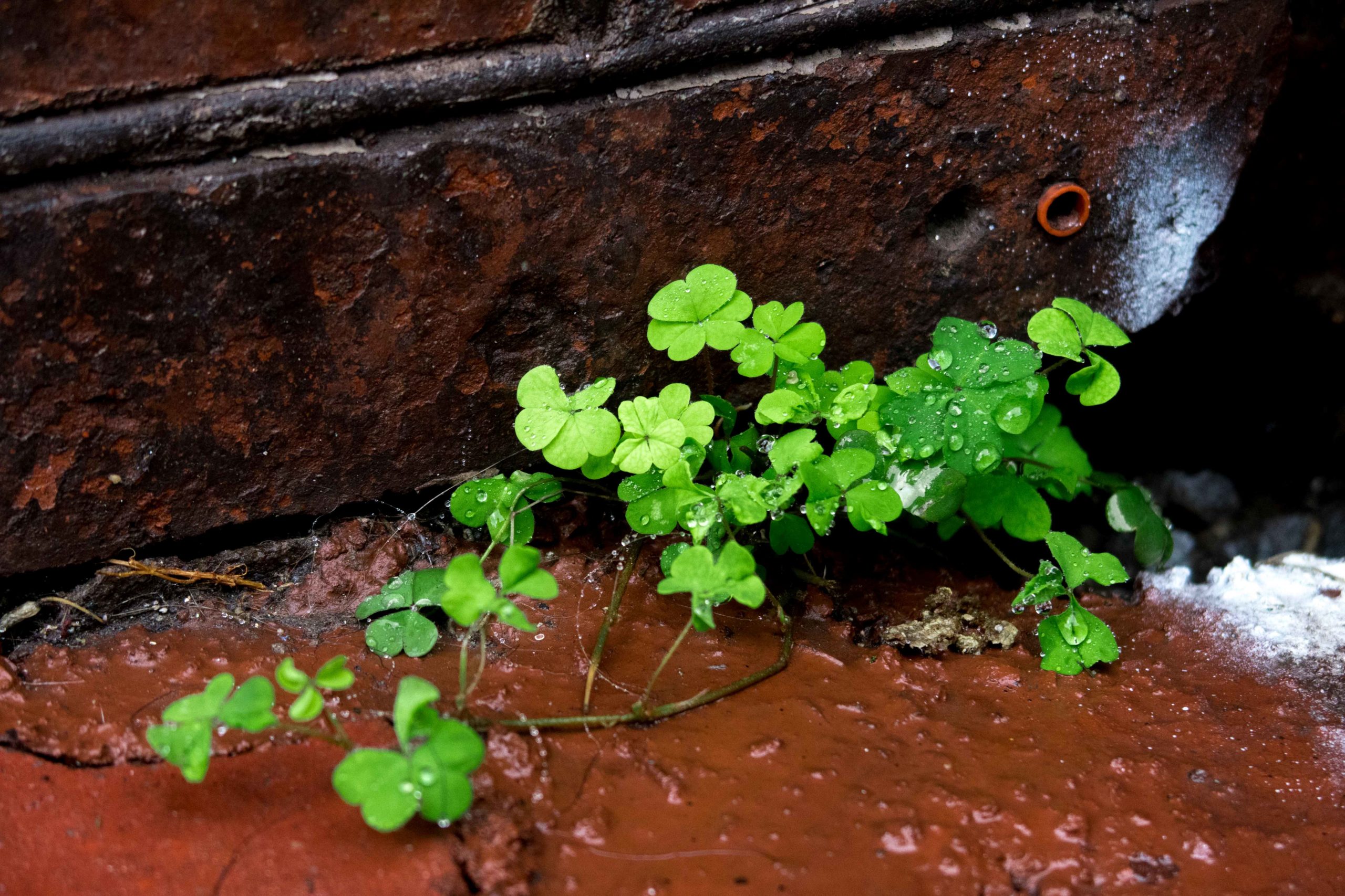 plantes sauvages pluie