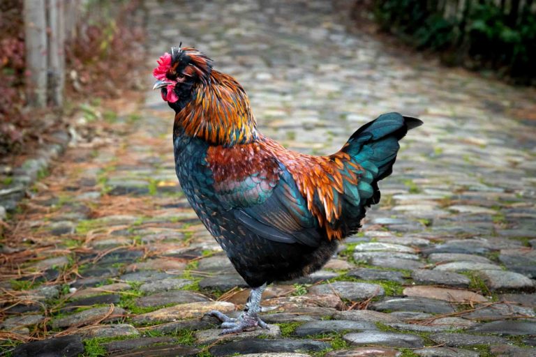 coq marans