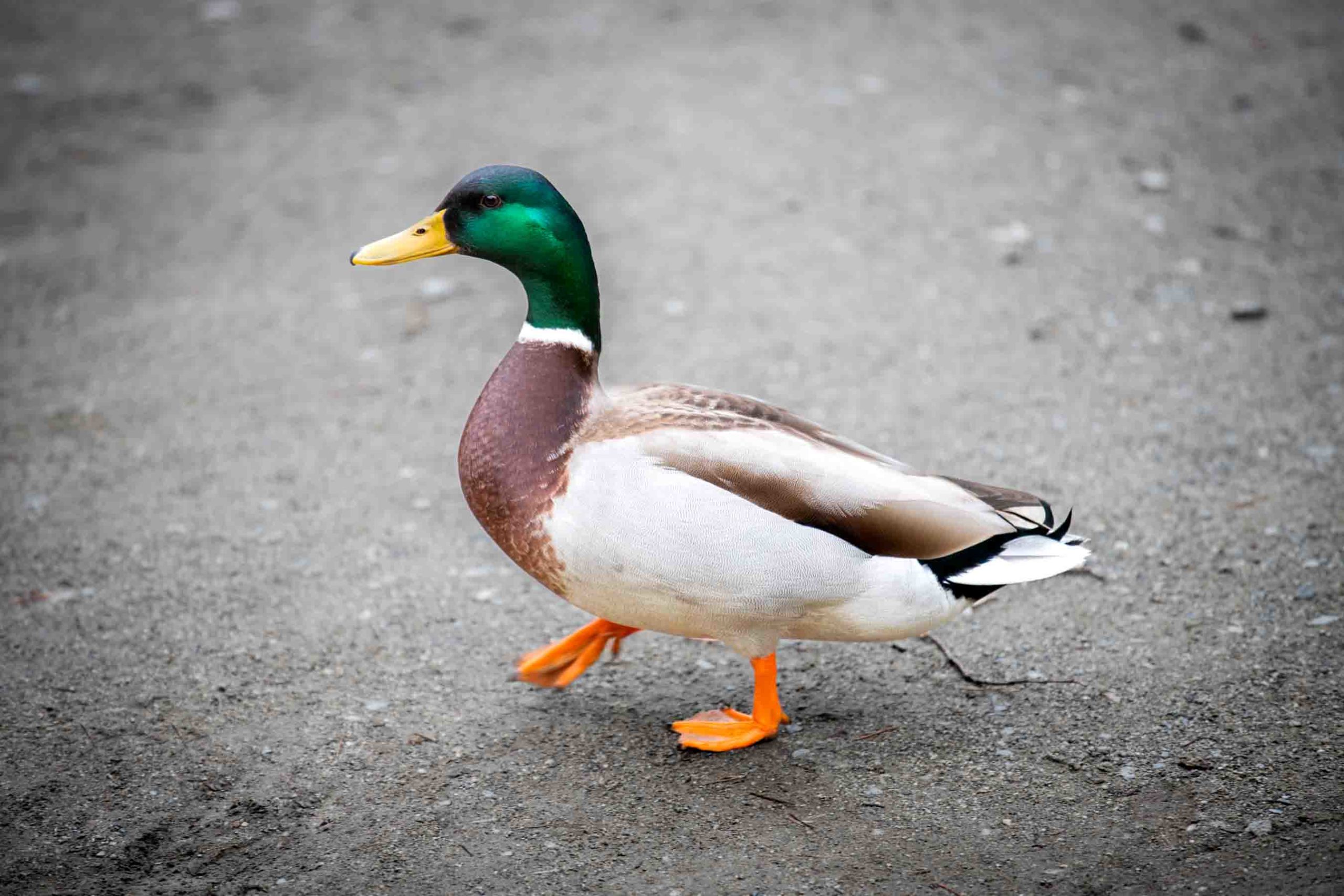 canard colvert