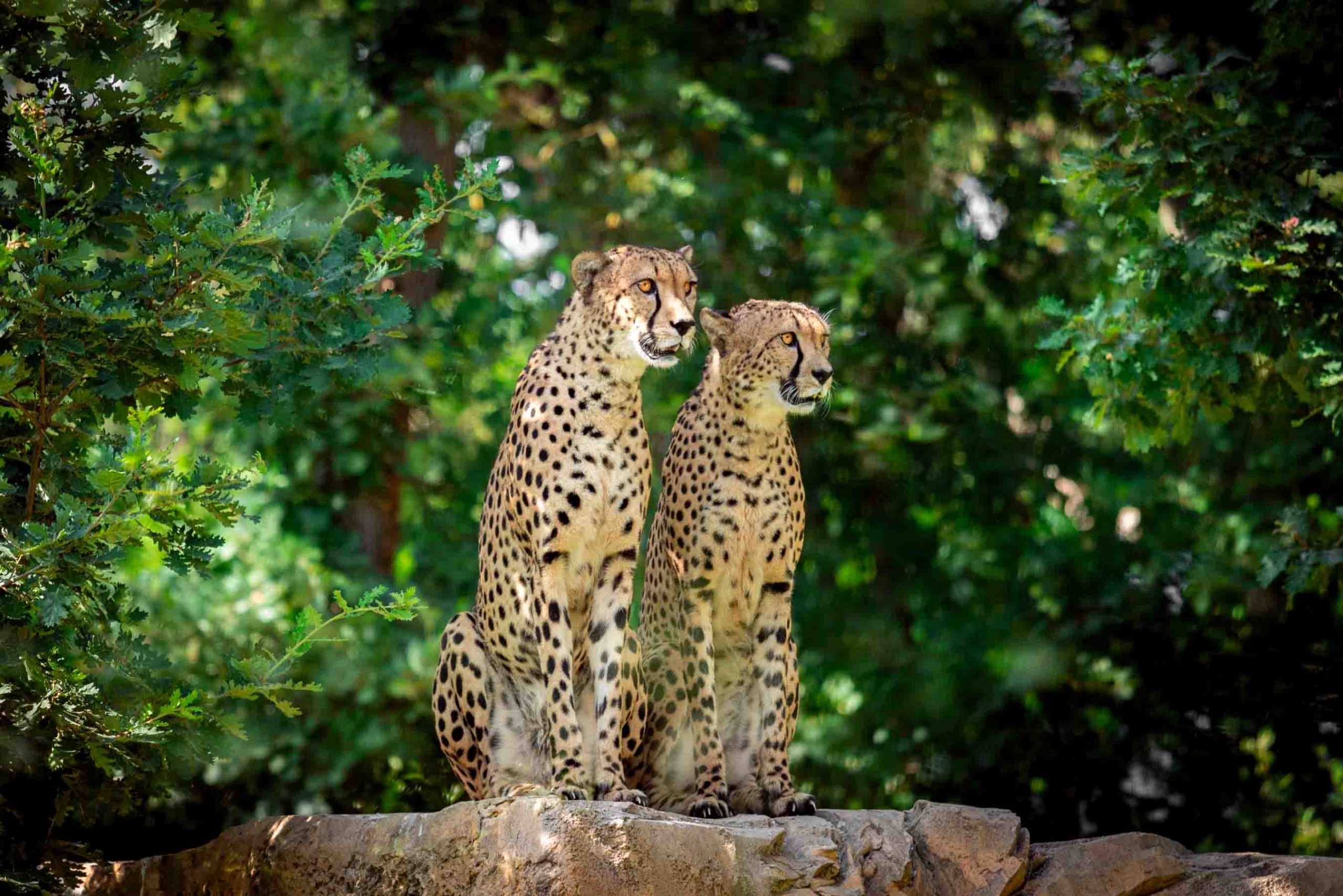 zoo african safari